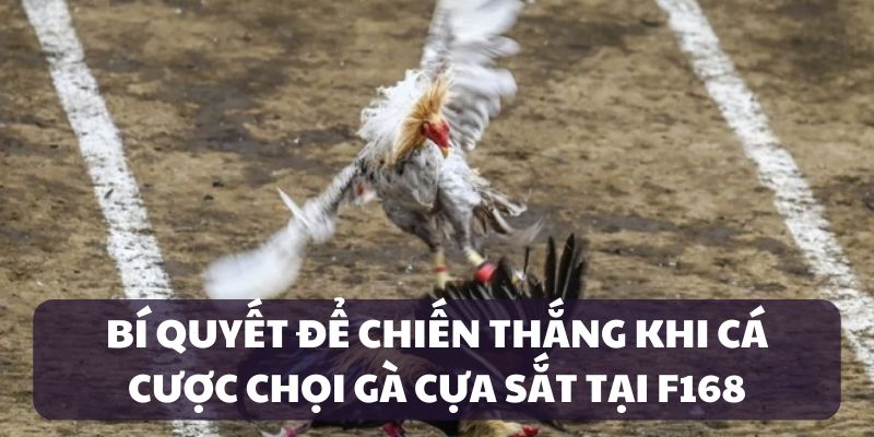 Đá Gà Cựa Sắt F168 — Màn So Găng Đẫm Máu Và Kịch Tính 6 Bí quyết cá cược chọi gà