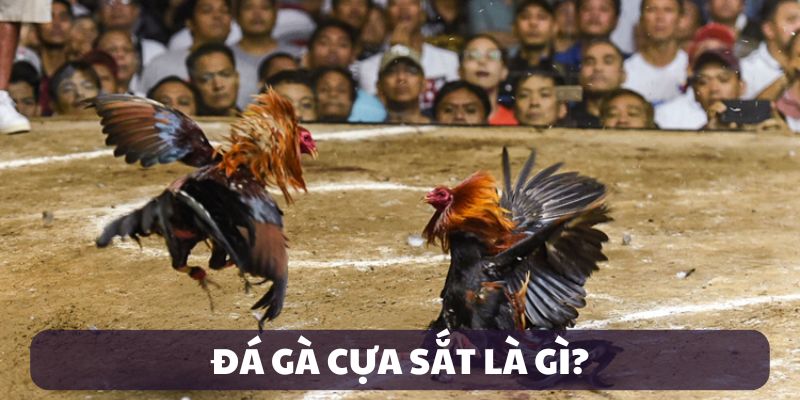 Đá Gà Cựa Sắt F168 — Màn So Găng Đẫm Máu Và Kịch Tính 4 Giới thiệu đá gà cựa sắt