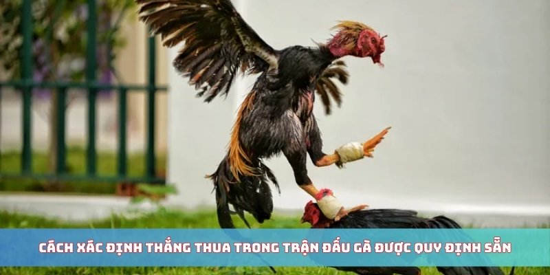 Đá Gà Thomo - Giới Thiệu Sảnh Cược Hot Chi Tiết Từ A - Z 5 Cách xác định thắng thua trong trận đấu gà được quy định sẵn