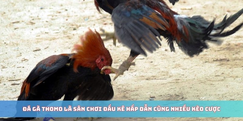 Đá Gà Thomo - Giới Thiệu Sảnh Cược Hot Chi Tiết Từ A - Z 4 Đá gà Thomo là sân chơi đấu kê hấp dẫn cùng nhiều kèo cược