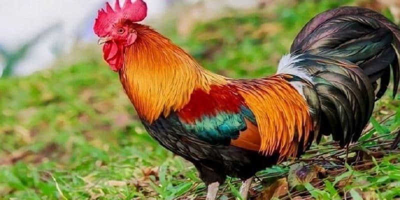 Màu Mạng Đá Gà - Cách Chọn Chiến Kê Chuẩn Xác Từ Chuyên Gia 6 Nắm rõ các thông tin về màu mạng để có những sự lựa chọn chính xác nhất