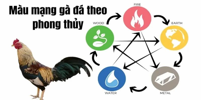 Màu Mạng Đá Gà - Cách Chọn Chiến Kê Chuẩn Xác Từ Chuyên Gia 5 Màu mạng đá gà mang rất nhiều ý nghĩa quan trọng đối với những ai có niềm đam mê với bộ môn cá cược chọi gà
