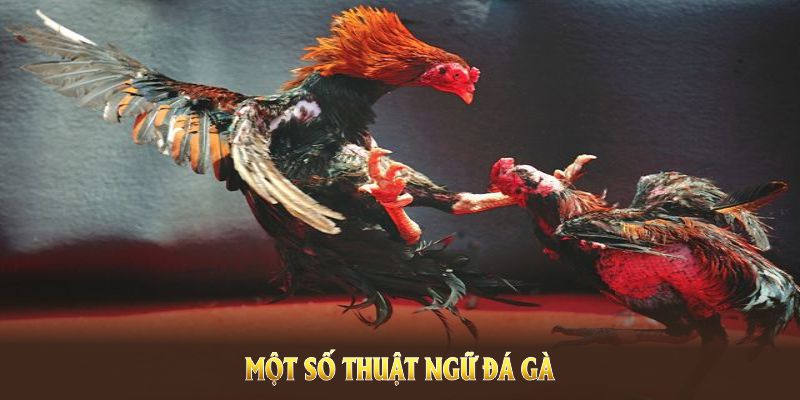 Cập Nhật Thuật Ngữ Đá Gà Chi Tiết Mới Nhất Cho Mọi Kê Thủ 6 Một số thuật ngữ đá gà phổ biến được F168 chia sẻ